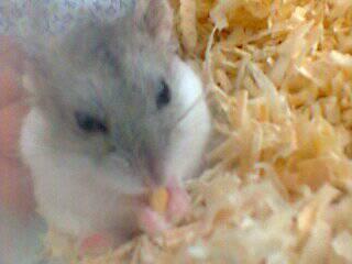 Pet shop dan dokter hamster 