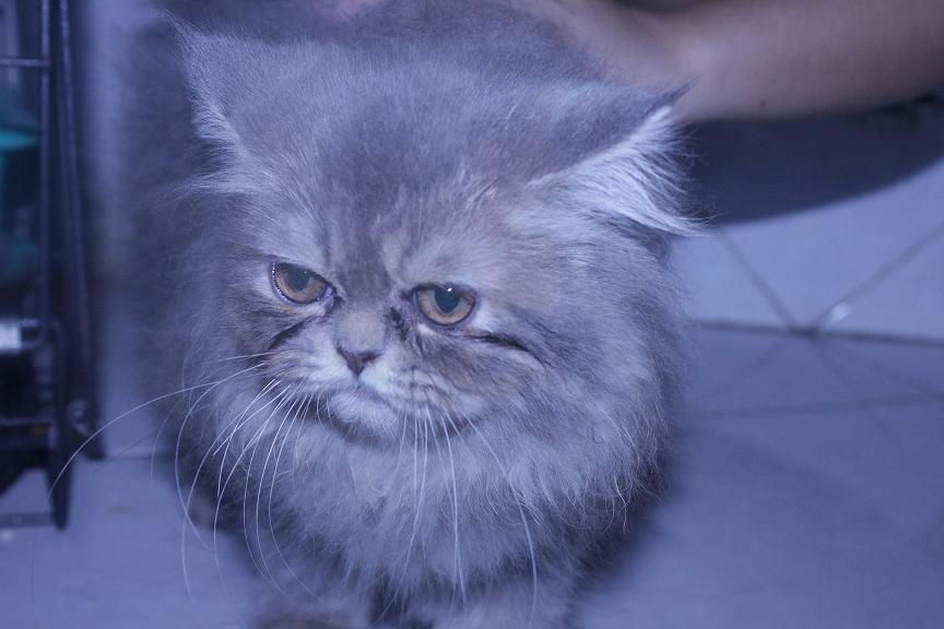 dijual kucing persia kitten 