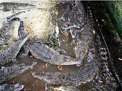 225 ekor buaya dari penangkaran cikande tangerang lepas ?