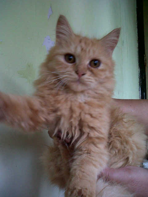 kucing persia