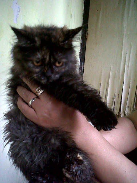 kucing persia