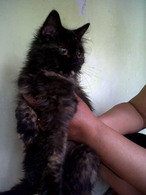 kucing persia