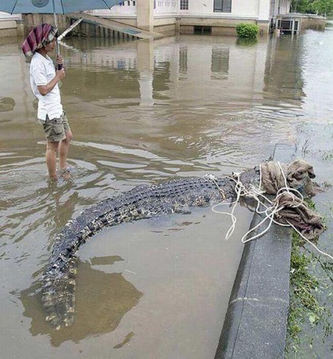 Ratusan buaya penuhi kali Tanggerang dan jakarta!!!