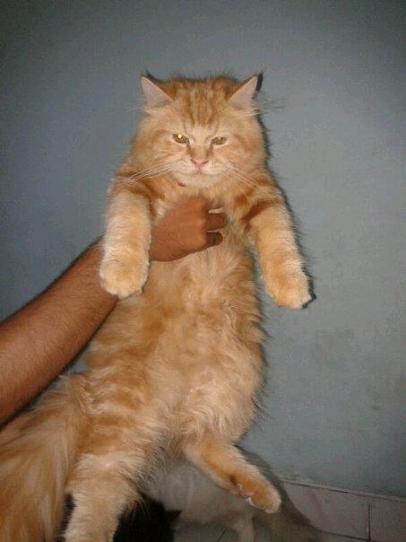 JUAL KUCING PERSIA.HARGA NEGOLOKASI DI SOLO  KASKUS