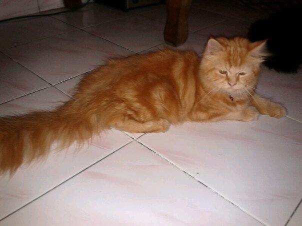JUAL KUCING PERSIA....HARGA NEGO...LOKASI DI SOLO