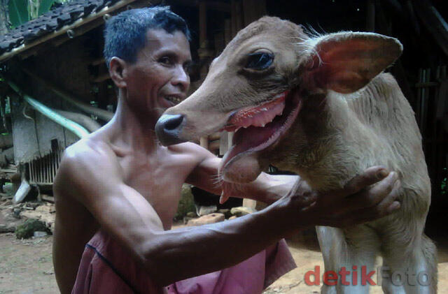  SAPI BERMULUT SEPERTI SERIGALA ( Wajib Masuk )