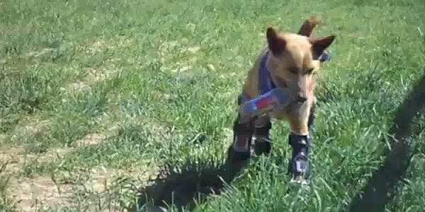 Anjing Pertama di Dunia yang Mendapat 4 Kaki Robot