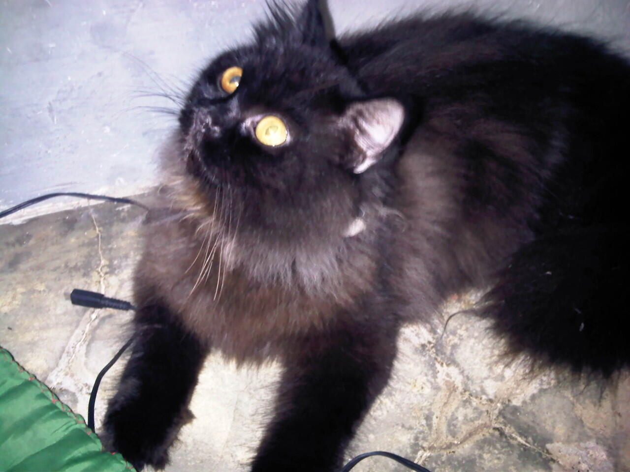 Terjual Kucing Persia Jantan  KASKUS