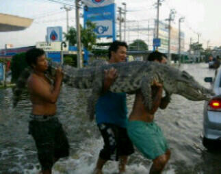 Nanya dong? Yg indonya di Jakarta Barat-lagi Banjir emang bener yah? :( 