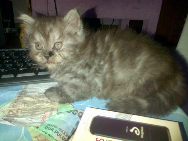 Terjual Jual Kucing Persia(kitten) murah Jogja  KASKUS