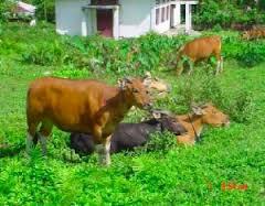 Efek rumah kaca dan akibatnya