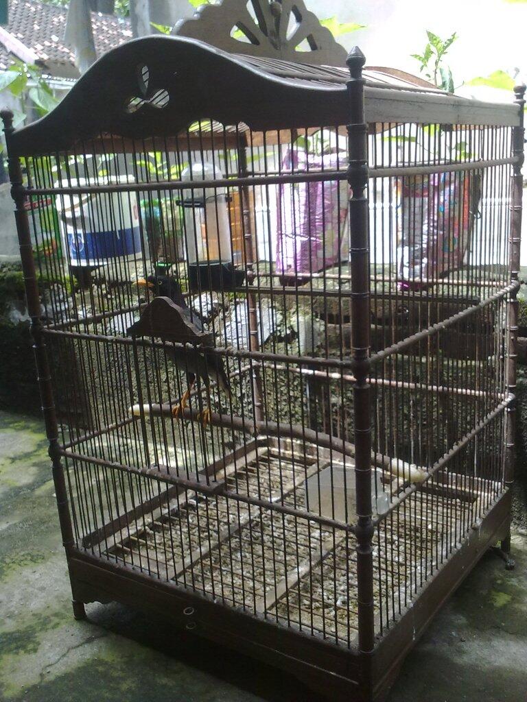 Terjual Burung Jalak Kebo Murah Jual Cepat Jogja Kaskus