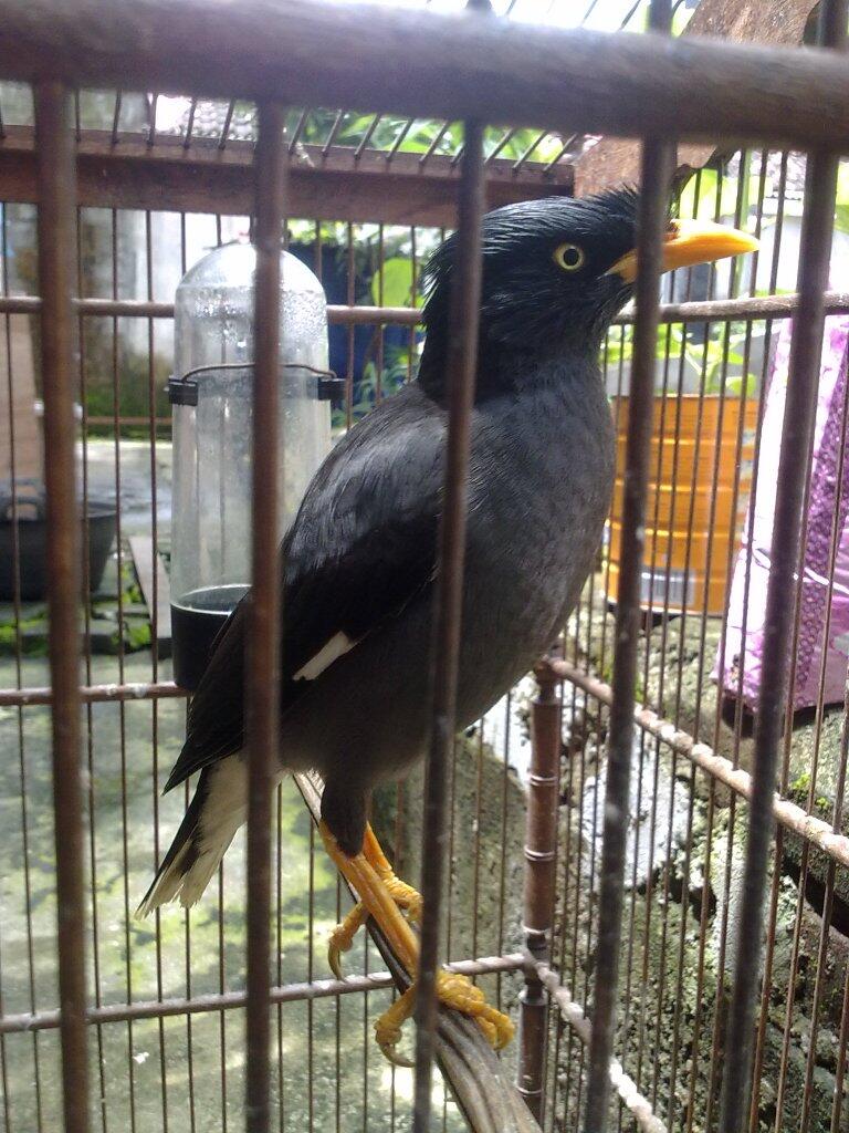 Terjual Burung Jalak Kebo Murah Jual Cepat Jogja Kaskus