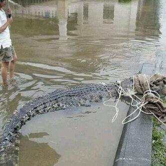 Satu lagi Buaya tertangkap Warga &#91;Pic&#93;