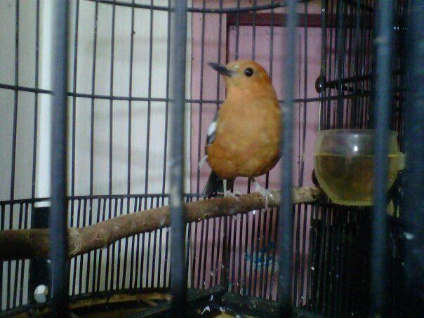 Terjual Anis Merah Kaskus