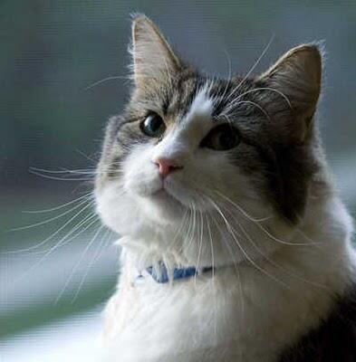 Oscar, Kucing Yang Dapat Mendeteksi Kematian
