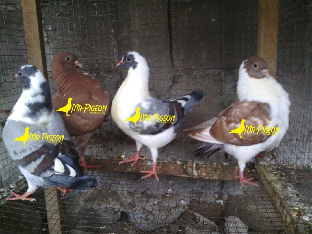 Terjual Burung Merpati Hias Modena Kaskus