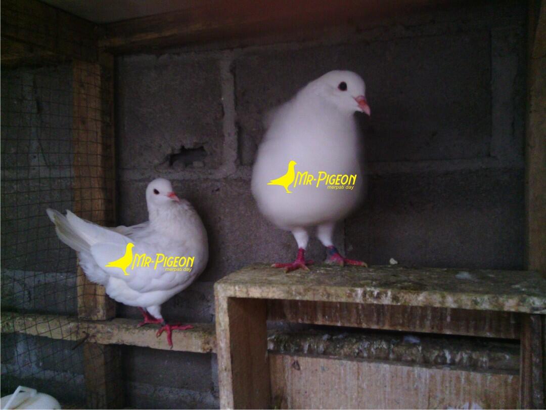 Terjual Burung Merpati Hias King U Kaskus