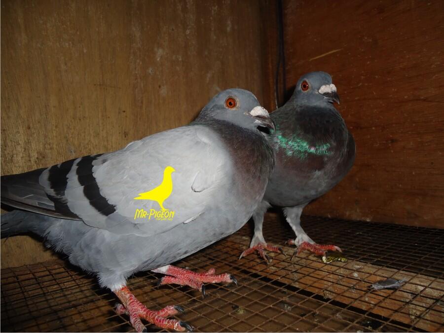 Terjual Burung Merpati Pos Kaskus