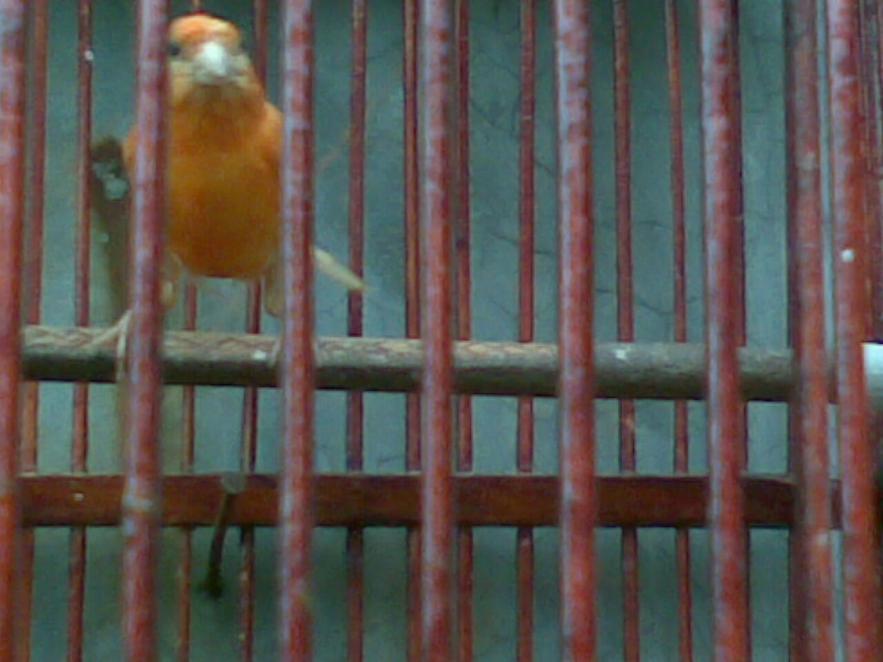 burung kenari