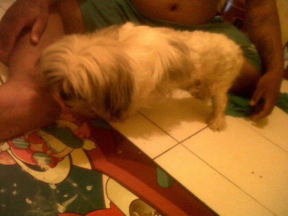semihibah shih tzu 2thn+ bandung