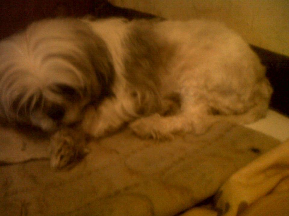 semihibah shih tzu 2thn+ bandung