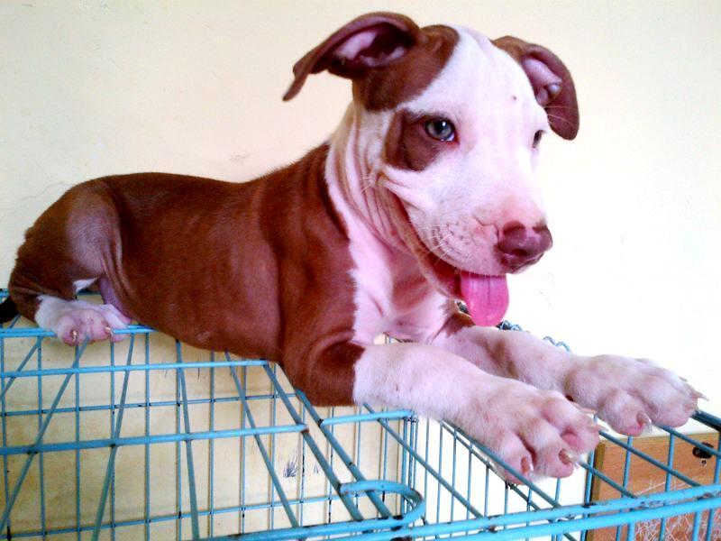 Pitbull Puppy Bigsize Semarang