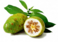 Beberapa Manfaat Buah Mengkudu