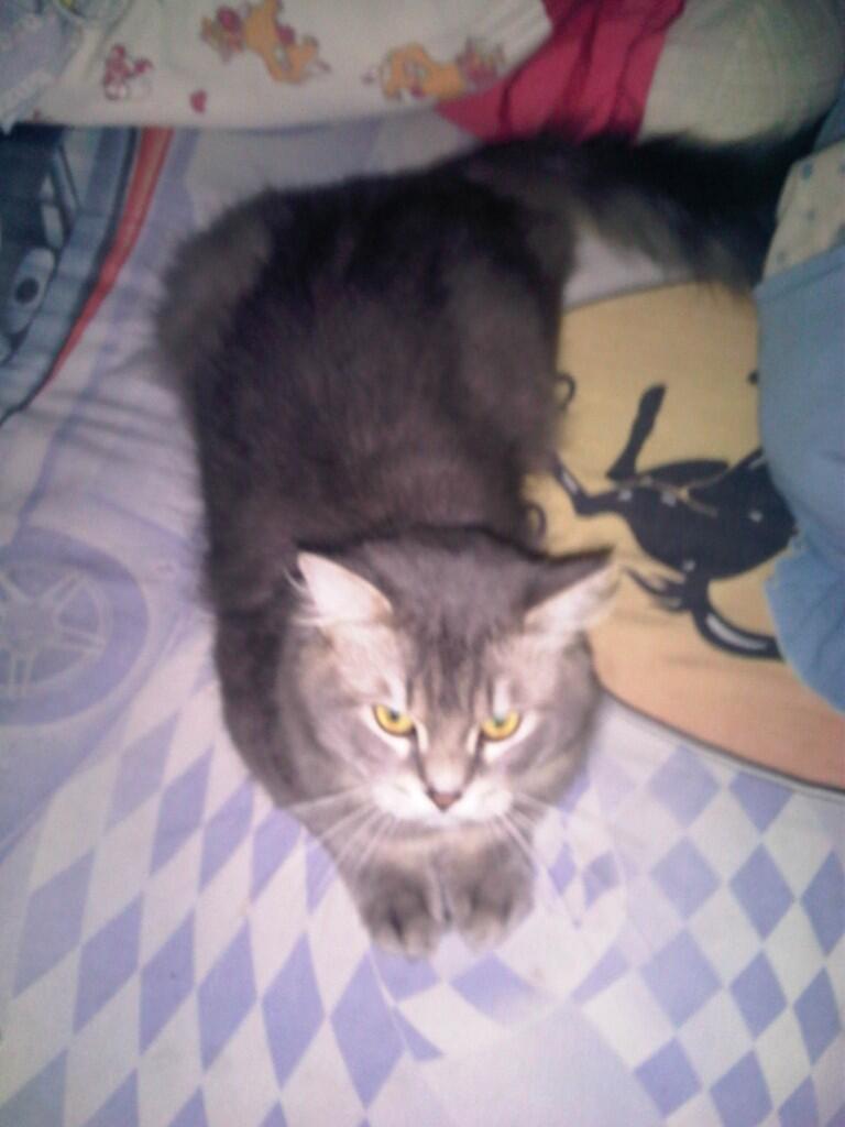 JUAL KUCING PERSIA BRITISH SHORTHAIR :kucing: :Paws: