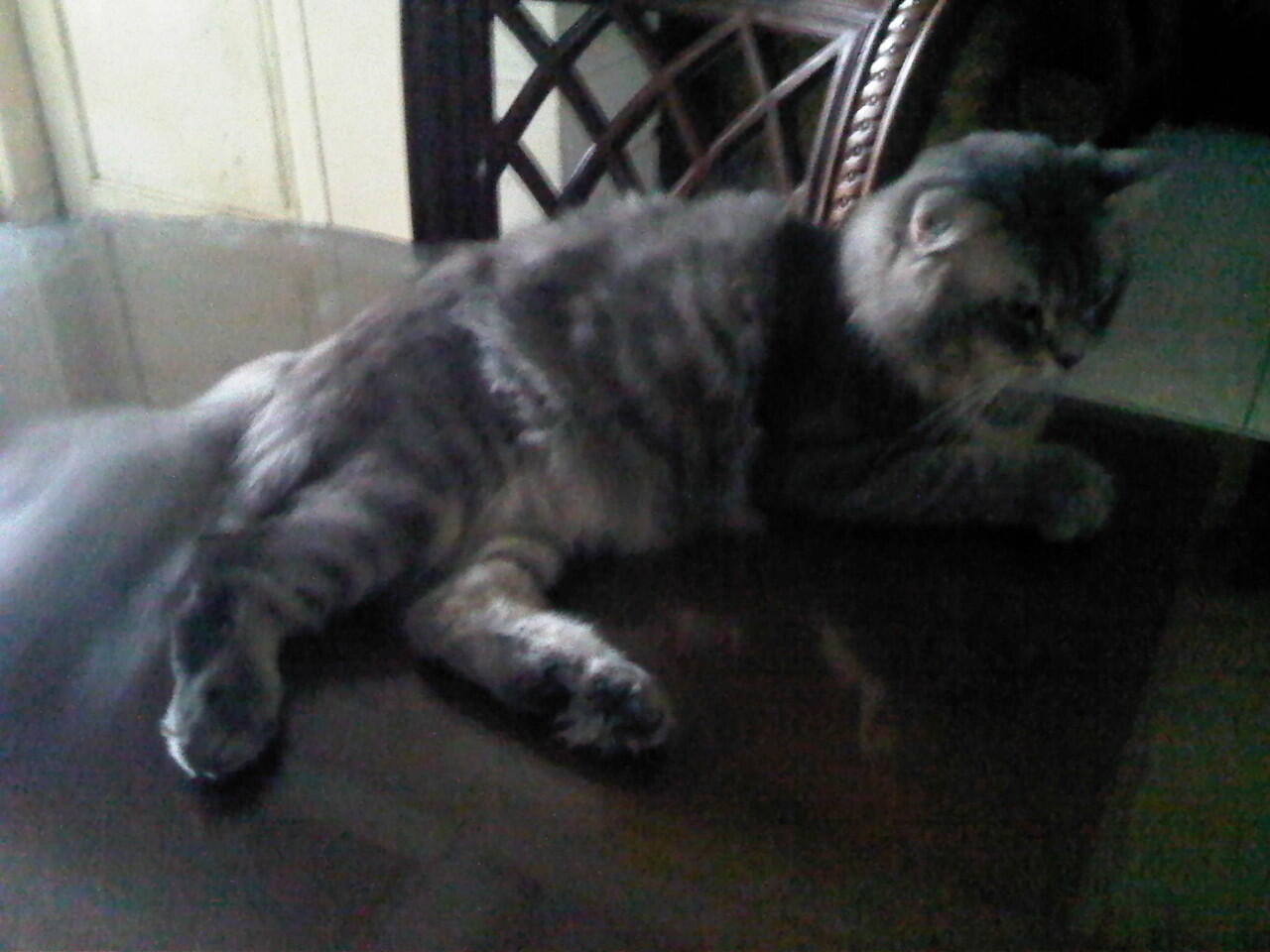 JUAL KUCING PERSIA BRITISH SHORTHAIR :kucing: :Paws: