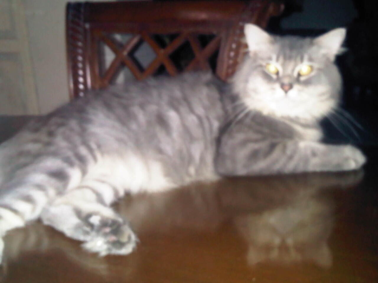 JUAL KUCING PERSIA BRITISH SHORTHAIR :kucing: :Paws: