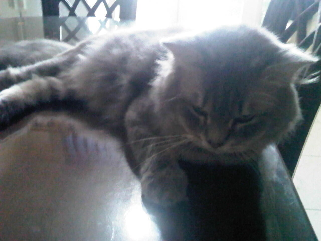 JUAL KUCING PERSIA BRITISH SHORTHAIR :kucing: :Paws: