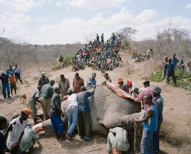 Kalo gajah Mati akan seperti ini Di AFRIKA?