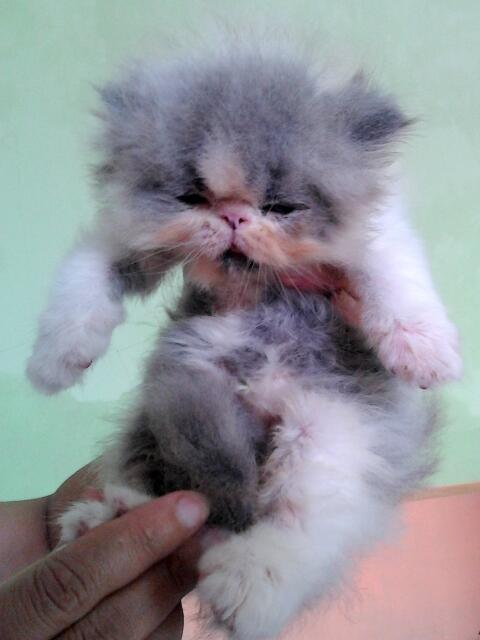 :) &#91;cat lovers&#93; Picture Baby-baby si Moci 