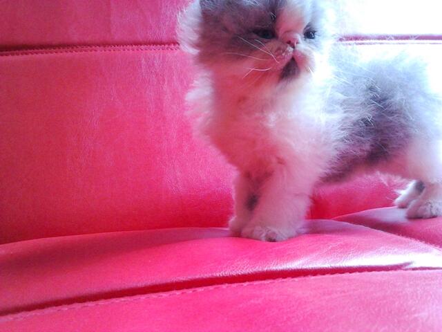:) &#91;cat lovers&#93; Picture Baby-baby si Moci 