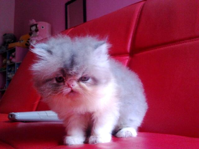 :) &#91;cat lovers&#93; Picture Baby-baby si Moci 