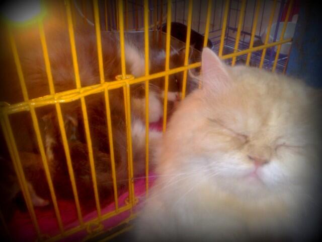 :) &#91;cat lovers&#93; Picture Baby-baby si Moci 