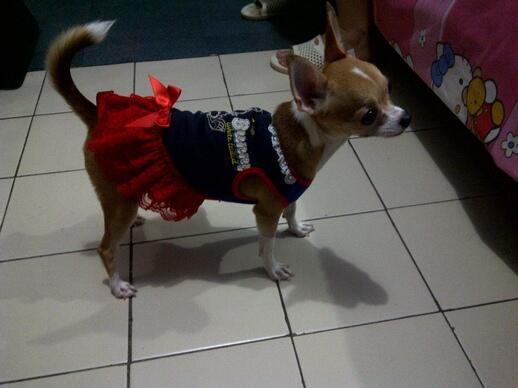 Jual> Mini Chihuahua Betina STAMBUM. kualitas OK. JKT