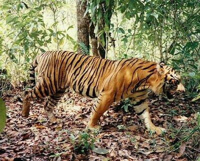 Harimau Jawa....Mari Lestarikan Gan!!
