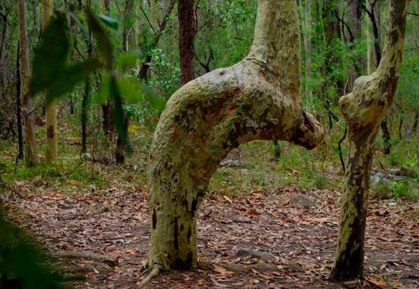 Subhanallah! Ada Pohon Rukuk ke Arah Kiblat di Australia