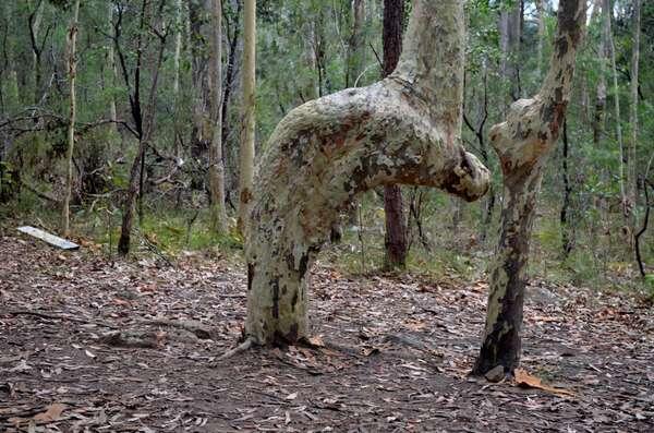 Subhanallah! Ada Pohon Rukuk ke Arah Kiblat di Australia