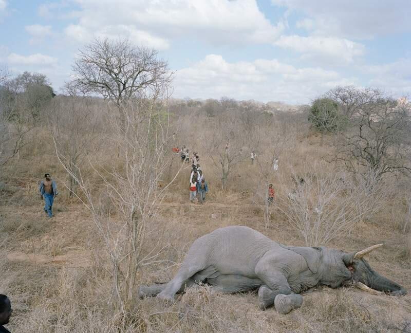 Kalo gajah Mati akan seperti ini Di AFRIKA?