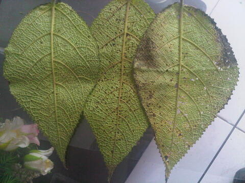 Manfaat &quot;Daun Gatal&quot; dari Tanah Timur Indonesia