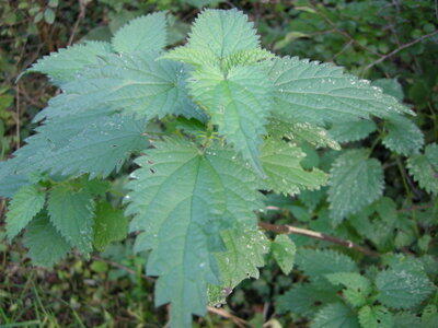 Manfaat &quot;Daun Gatal&quot; dari Tanah Timur Indonesia
