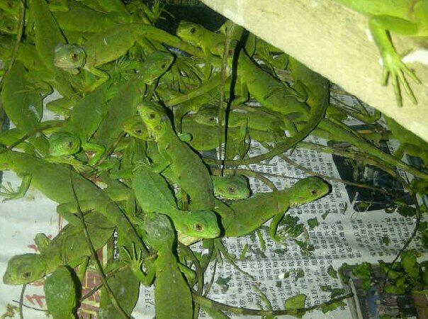 Terjual Iguana Hijau 30cm Cuma 250rb Kaskus