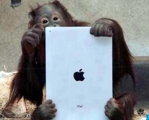 Mainan Baru Orangutan: iPad dengan Aplikasi Khusus