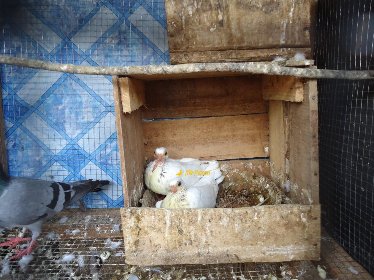 Anakan Burung Merpati Hias Wina