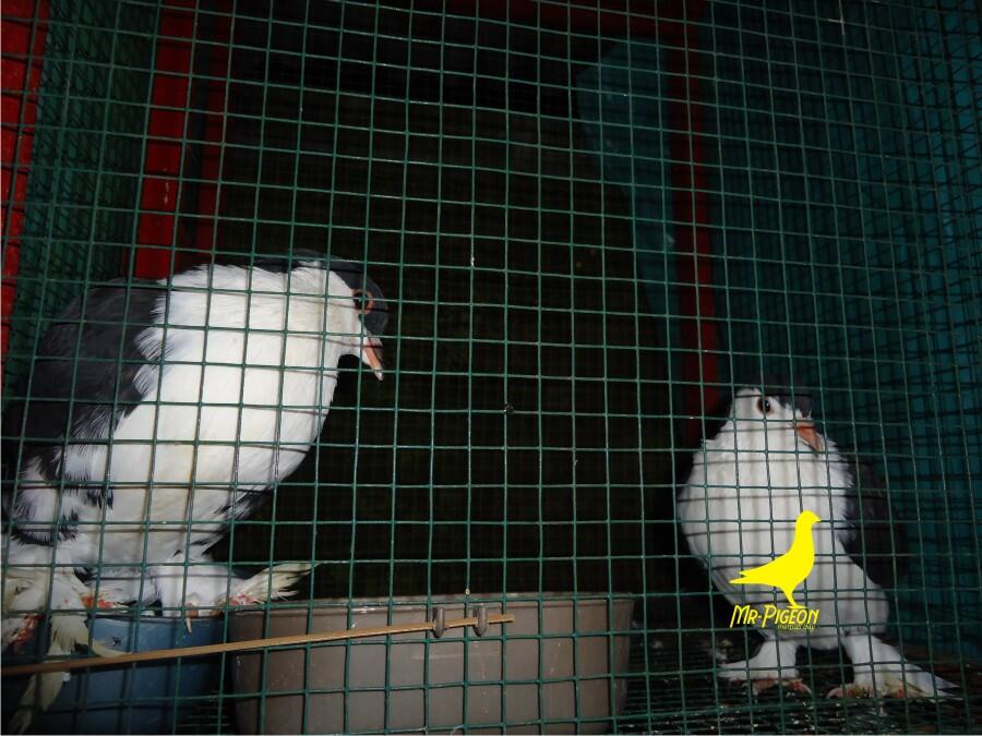 Jual Burung Merpati Hias Lahore Siapan induk