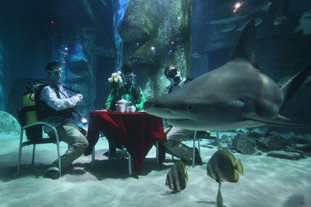 Mrekan PIKNIK sama HIU gan _*AMAZING*_