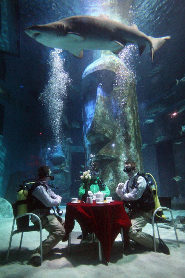 Mrekan PIKNIK sama HIU gan _*AMAZING*_